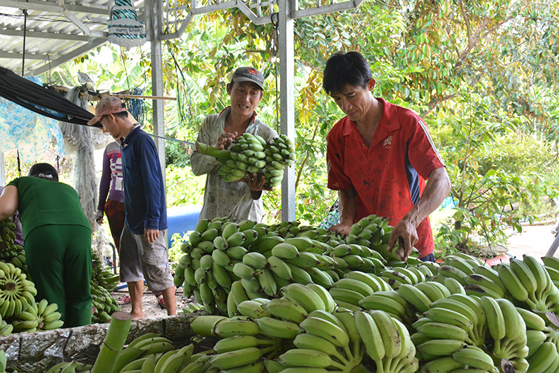30 năm đổi thay vùng đệm U Minh Thượng - Bài 2: Phất lên từ kinh tế nông hộ